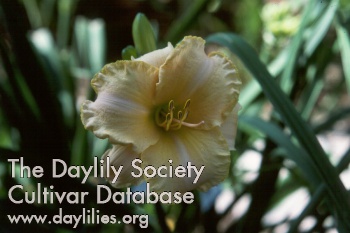 Daylily Love Is